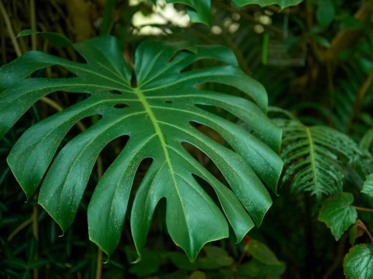 philodendron bipennifolium gold Gold Violin - Philodendron bipennifolium aurea main image 0