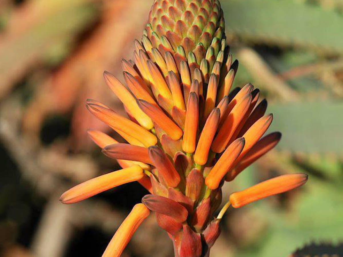 Aloes kwitnienie: jak pielgnowa aloes by zakwit? - e-ogrody - Porady