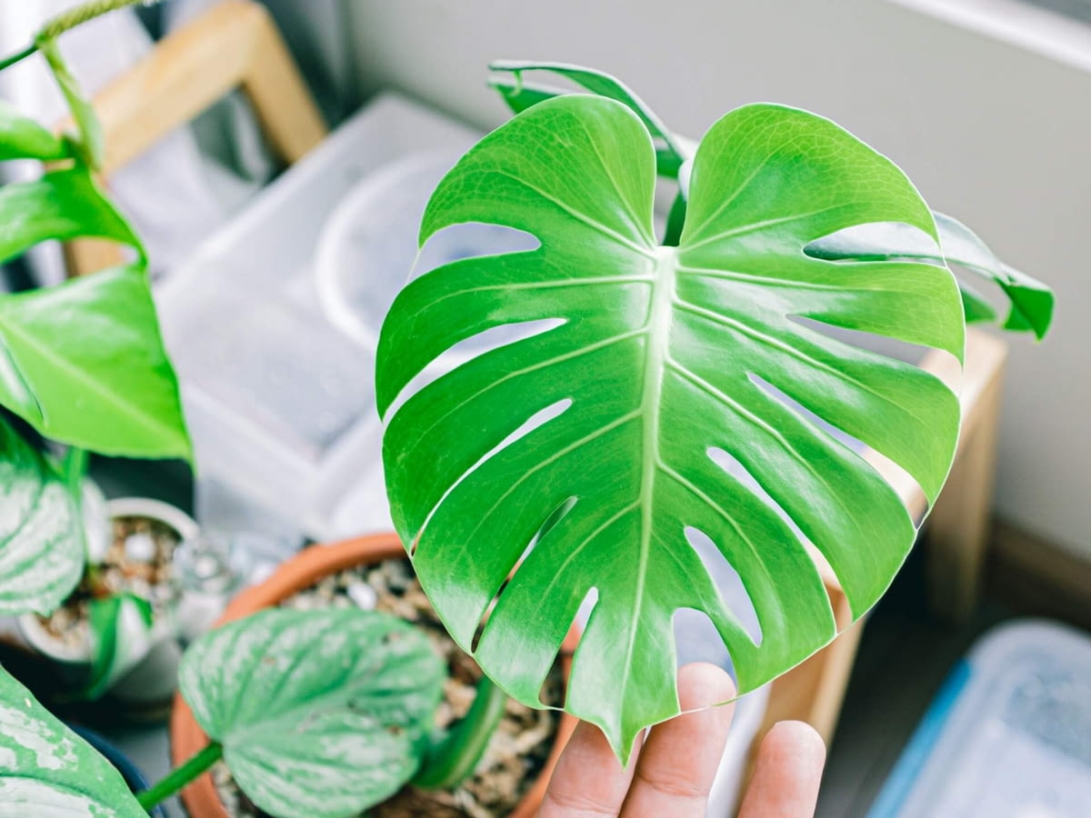 rubber plant plant Full Size Rubber Tree STD (Mature Trunk) – Dahing Plants main image 0