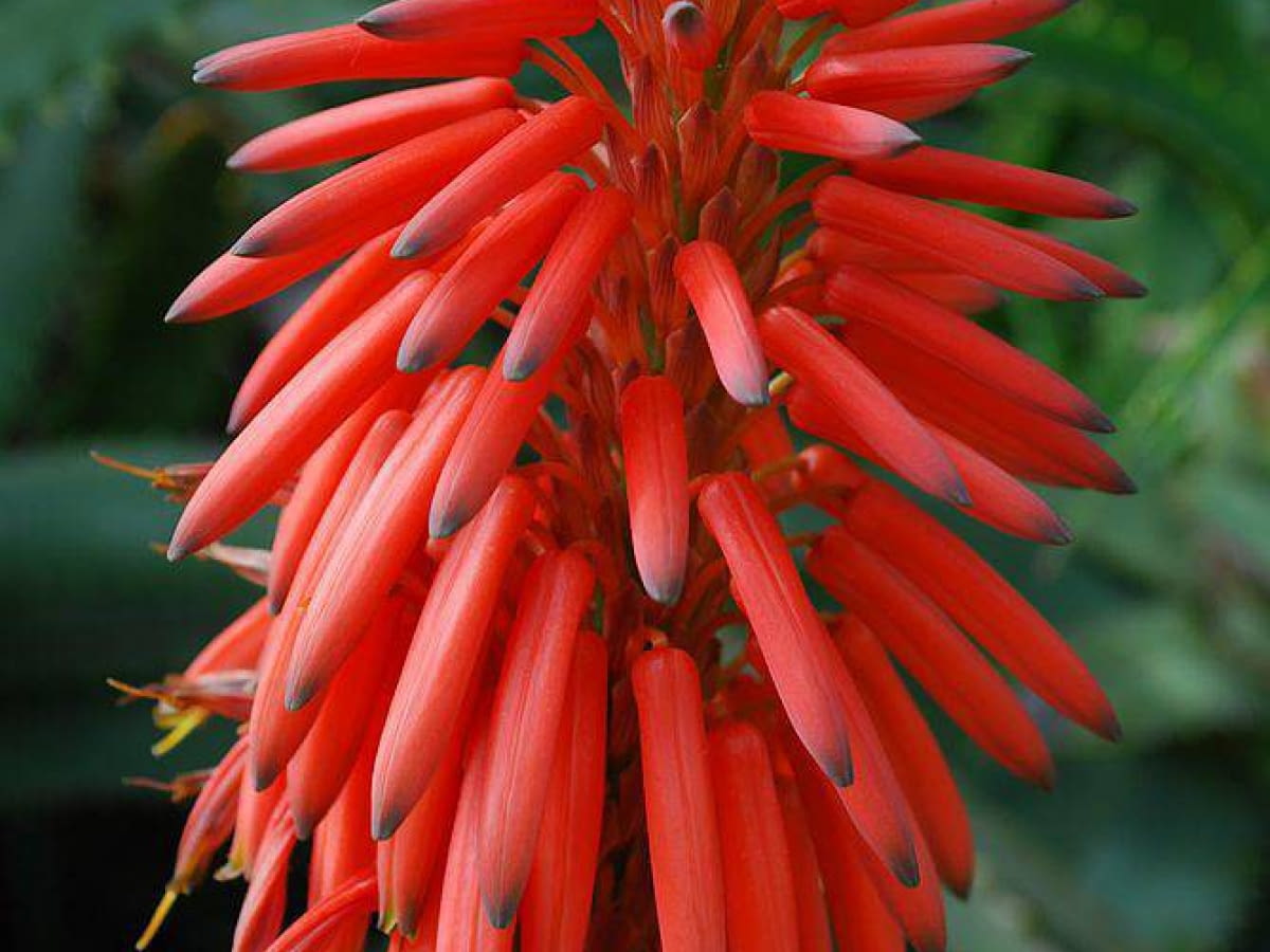 Aloes kwitnienie: jak pielgnowa aloes by zakwit? - e-ogrody - Porady