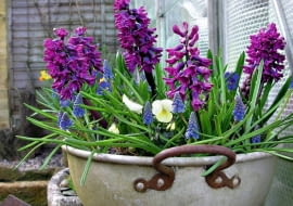 ROŚLINY BALKONOWE. Hiacynty, szafirki i bratki rozweselają szary wczesnowiosenny balkon.