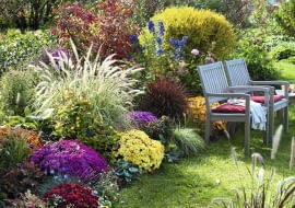 Herbstbeet mit Chrysanthemum v.r. : 'Zelos' 'Kilo' 'Kiroul' 'Lara' 'Kifix' 'Kipli' ( Herbstchrysanthemen ), Pennisetum 'Sky Rocket' ( Federborstengras ), Hypericum ( Johanniskraut ), Imperata 'Red Baron' ( Japanisches Rotgras ), Aconitum ( Eisenhut ), Heucherella ( Purpurgl^ckchen ), Holzbank SLOWA KLUCZOWE: msgnp11 000 Herbst quer draussen Beet Garten Stauden Gr ser Geh^lze Herbstf rbung gelb rosa Farbe rot orange Farbe rotbl ttrig Blattschmuck Sitzpl tze