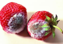 W przypadku truskawek pleśń rozwija się błyskawicznie. Wyraźnie widać plamy pokryte pylącym nalotem.