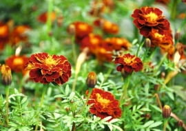 Aksamitka (Tagetes)