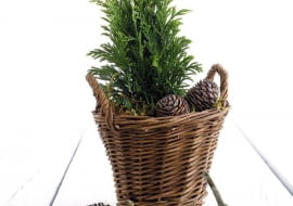 CHOINKĘ rosnącą w doniczce i przeznaczoną do posadzenia wiosną w ogrodzie należy trzymać w chłodzie i regularnie podlewać