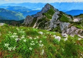 W naturze szarotka rośnie wśród wapiennych skał, tworząc szerokie kępy, takie jak ta na zdjęciu zrobionym w Alpach Julijskich na terenie Słowenii.