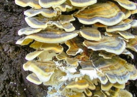 Huba na drzewie czereśni