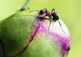 Mrówki na pąkach peonii nie są niczym groźnym, jeśli na roślinie nie pojawiły się także mszyce - prawdziwe szkodniki, które wysysają soki z roślin