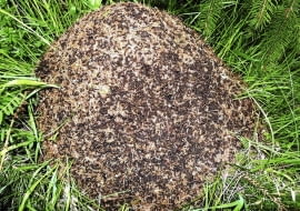 MRÓWKI przeszkadzają roślinom w specyficzny sposób - obsypują je ziemią, budując kopczyki. Mogą też podkopać roślinę i narazić ją na wyschnięcie