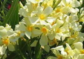 22.06.2003 WLOCHY GENUA KRZEWY LISCIASTE KWIATY OZDOBNE ROSLINY DONICZKOWE OLEANDER KWIATY ODMIANY