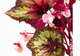 24.10.2007 WARSZAWA SESJA KWIATY BEGONIE NA ZDJECIU BEGONIA KROLEWSKA KWIATY DLA CZASOPISMA KWIETNIK FOT. ARKADIUSZ SCICHOCKI / AGENCJA GAZETA PUBLIKACJA KWIETNIK NR 1 (157) - 1 2008 PUBLIKACJA MAGNOLIA NR 11 (7) - 11 2012 SLOWA KLUCZOWE: ROSLINY KWIATY ZDJcCIE DO WKüADKI: PUBLIKACJA KWIETNIK NR 1 (157) - CZASOPISMA