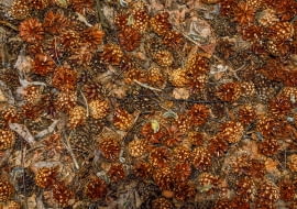 Ściółka z szyszek