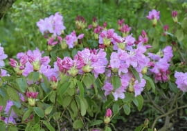 Rhododendron cv. SLOWA KLUCZOWE: Ostrość Wysoka jakość różaneczniki Polska mazowieckie Pruszków 3-5 PCK