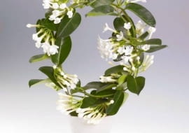 Stefanotis Bukietowy. To piękne pnącze wymaga dużo światła i świeżego powietrza, ale źle znosi bezpośrednie nasłonecznienie. Intensywnie pachnące białe kwiaty rozwijają się od maja do sierpnia.