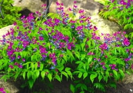 Groszek wiosenny to doskonała roślina do cienistych zakątków. Nie wymaga wiele opieki.