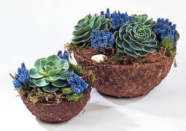 MINIOGRODEK KOMPOZYCJA W NACZYNIU TEKTUROWA MISECZKA MOSY ROSLINA DONICZKOWA ESZEWERIA ESCHEVERIA I CIETA SZAFIREK SZAFIRKI MUSCARI KOLOROWE ARANZACJA KURSY FLORYSTYCZNE KWARTALNIKA BUKIETY FOT PAWEL SLOMCZYNSKI PUBLIKACJA BUKIETY NR 1 (20) - WIOSNA PUBLIKACJA BUKIETY NUMER SPECJALNY FLORYSTYKA ZALOBNA - 9.2003