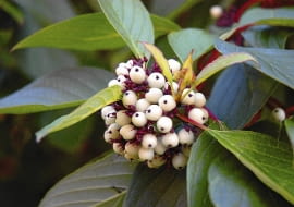 KRZEW LISCIASTY OWOCE DEREN BIALY ' SIBIRICA ' FOT. EWA NARKIEWICZ PUBLIKACJA KWIETNIK NR 1 (169) - 1 2009 SLOWA KLUCZOWE: OWOCE ROSLINY ZDJĘCIE DO WKŁADKI: PUBLIKACJA KWIETNIK NR 1 (169) - CZASOPISMA