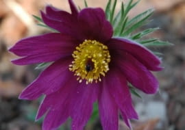 Sasanka zwyczajna (Pulsatilla vulgaris)