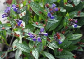 Miodunka plamista (Pulmonaria officinalis)
