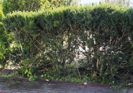 Szpaler z bukszpanów ma ok. 1,5 m wysokości, ale krzewy są słabo rozgałęzione