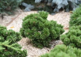 Sosna górska 'Mops'