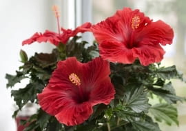 Hibiskus róża chińska 'Volcano' z serii Hibiscia