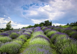 Lawendowe pole - takie widoki można podziwiać pod Olsztynem już od połowy czerwca.