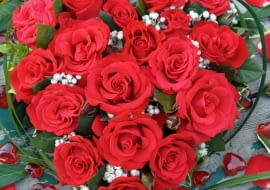 Róża 'Grande Amore Kordes'