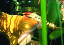 ryby ozdobne oczko wodne