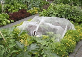 OGROD , OCHRONNY TUNEL Z AGROWLOKNINY DLA ROSLIN FOT. MALGORZATA DYRSKA PUBLIKACJA OGRODY NUMER SPECJALNY 1/2011 - 50 SPOSOBOW NA PIEKNY OGROD - 5 2011 SLOWA KLUCZOWE: OGROD ROSLINA OGRODNICTWO ZDJĘCIE DO WKŁADKI: PUBLIKACJA OGRODY NUMER SPECJALNY 1/2011 - 50 SPOSOBOW NA PIEKNY OGROD - CZASOPISMA