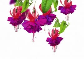 Fuksja. Kwiaty balkonowe