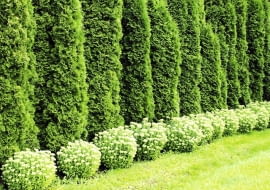 Odmiana żywotnika zachodniego 'Smaragd' tworzy bardzo regularny, elegancki szpaler. Poza tym jest odporna na mróz