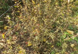 Berberys zaatakowany przez zwójkę berberysową