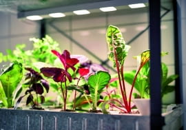 Młode warzywa prosto z granulatu. KRYDDA, zestaw do upraw (regał z ledowym oświetleniem, nasiona, podłoże i nawóz), od 99 zł, IKEA