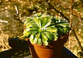 Dla egzotycznych gatunków rosiczek zima jest okresem wegetacji. W tym czasie potrzebują światła przez10-12 godzin. Jego niedobór można uzupełnić, stosując świetlówki liniowe, żarówki energooszczędne lub specjalne lampy (stymulujące wzrost roślin).