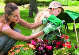Rośliny balkonowe wymagają zasilania co 7-10 dni. Niedożywione słabo kwitną.