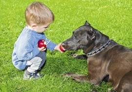 Substancje zawarte w nasionach jabłek mogą zaszkodzić psu.