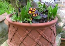 Wiosenne donice pełne kolorowych kwiatów