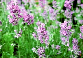 ROSLINY KWIATY LAWENDA FOT. JAROSLAW PRZYBYL PUBLIKACJA OGRODY NR 7 (99) - 7 2007