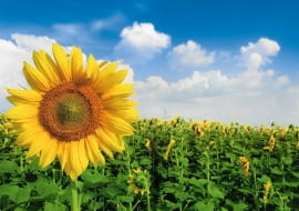 Słonecznik to jeden z najbardziej okazałych kwiatów lata