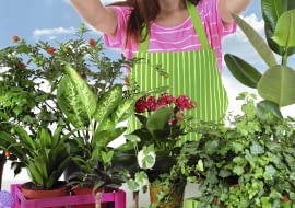 Duża ilość światła wiosną oraz nasza staranna opieka wkrótce poprawią kondycję roślin.