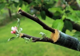 Wczesnowiosenne szczepienie drzew