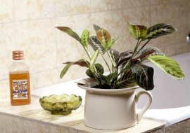 Maranta (<i>Marantha leuconeura</i>)