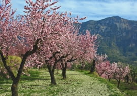 NA POŁUDNIU EUROPY MIGDAŁOWCE osiągają kilkanaście metrów wysokości. Ale już na północ od Alp rosną słabiej. Początkowo ich kwiaty są różowe, z czasem jaśnieją.