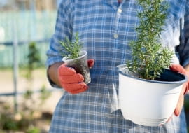 W kubku ukorzeniona sadzonka rozmarynu, obok starszy okaz.