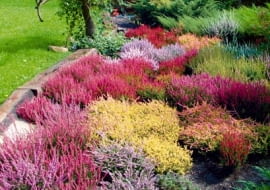 OGROD - WRZOSCE FOT. JERZY ROMANOWSKI PUBLIKACJA LADNY DOM NR 4 (66) - 4.2004