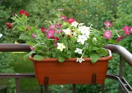 02.06.2003 WARSZAWA BALKON TARAS ROSLINY PACHNACE PACHNACY DONICZKI OSLONKI SKRZYNKI PACHNACE TYTON