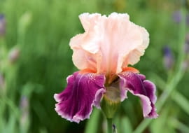 Irys (kosaciec) bródkowy swe wielkie kwiaty rozchyla w czerwcu.