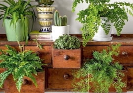 Rośliny doniczkowe w domu