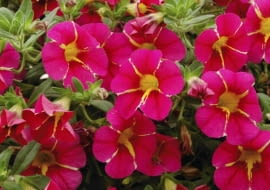 Superbells 'Cherry Star' nowe kwiaty balkonowe